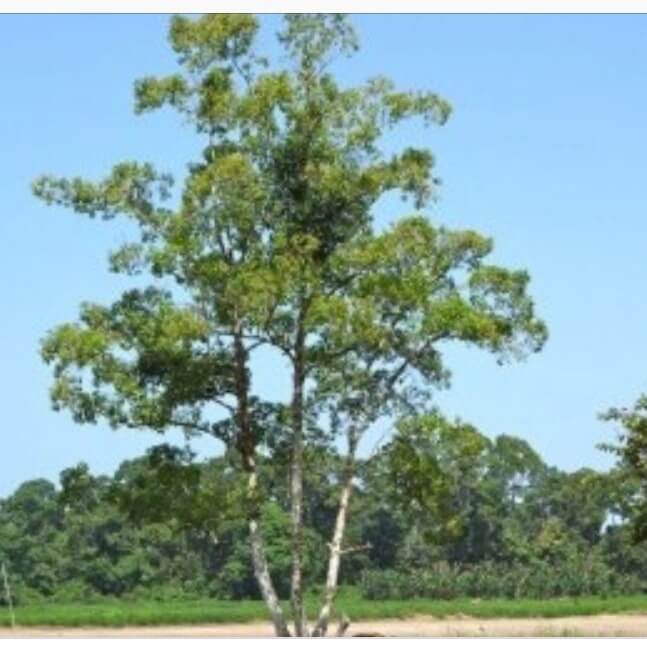 Kratom tree