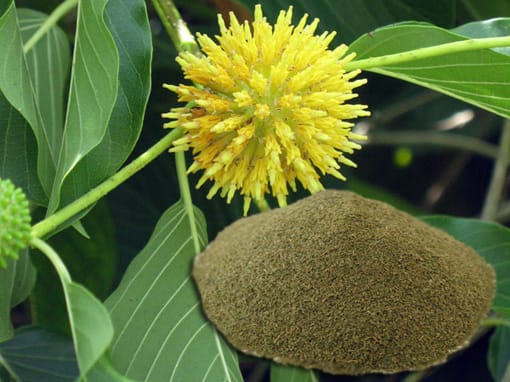Buy kratom online