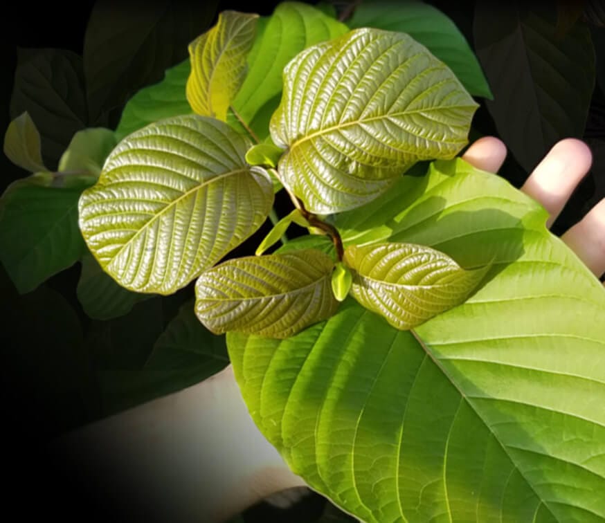 natural pain relief with kratom