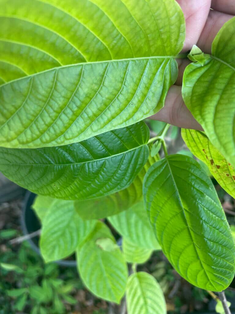 buy kratom plants