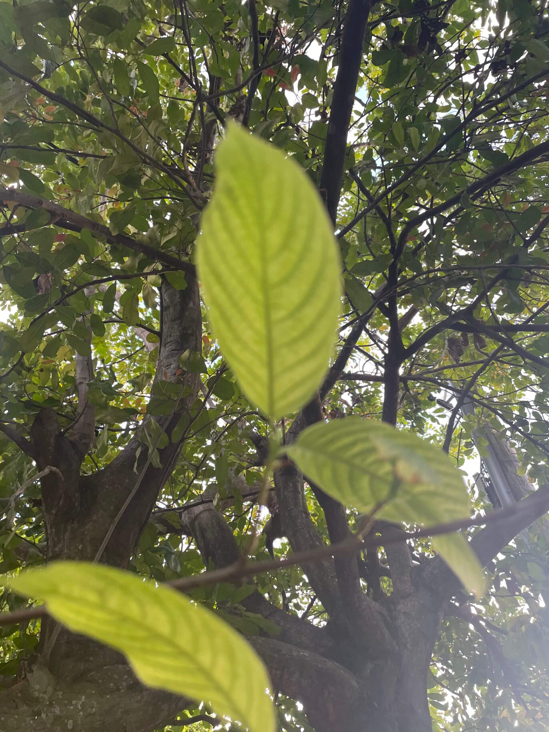buy elephant kratom