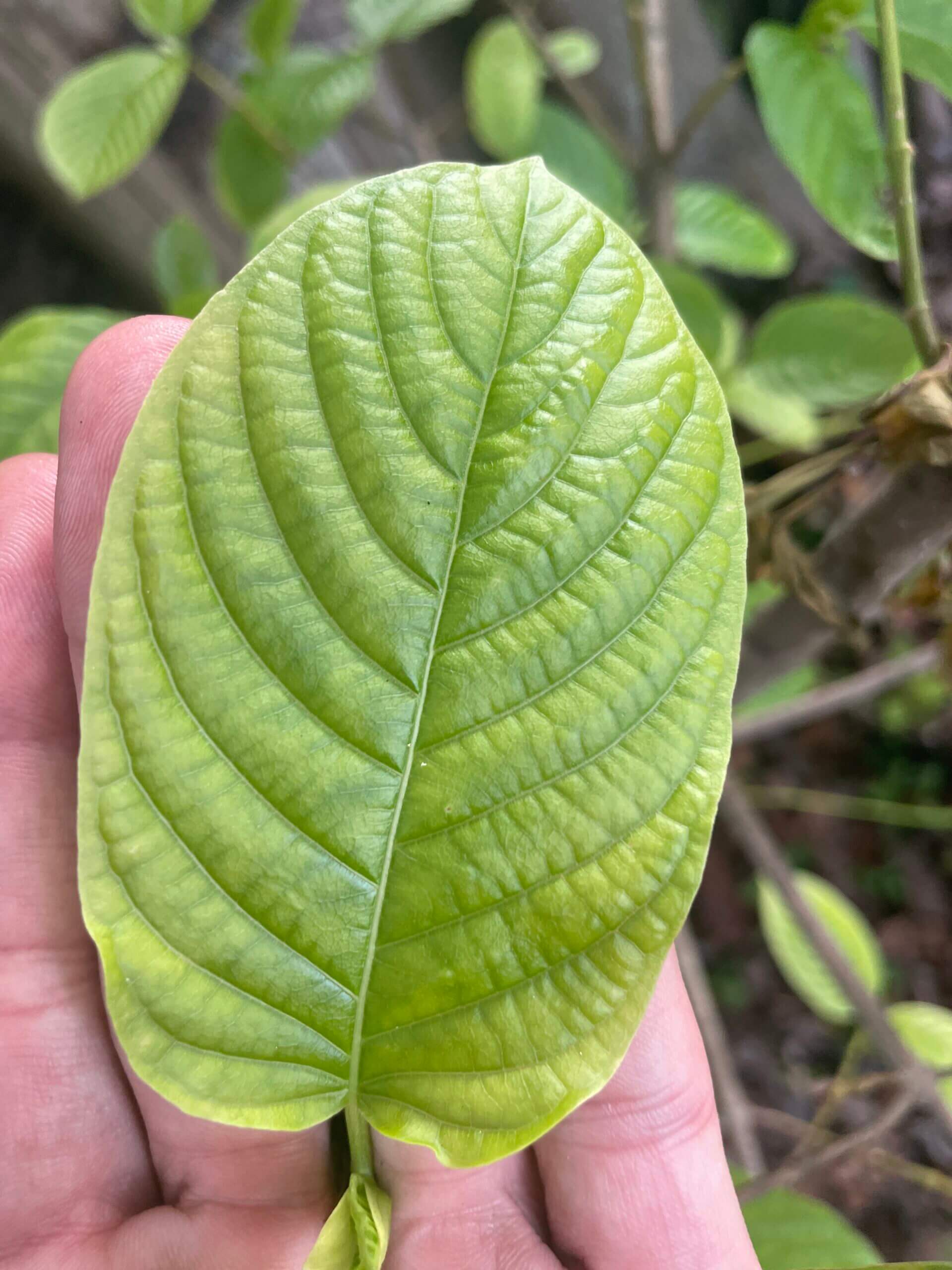 buy kratom online