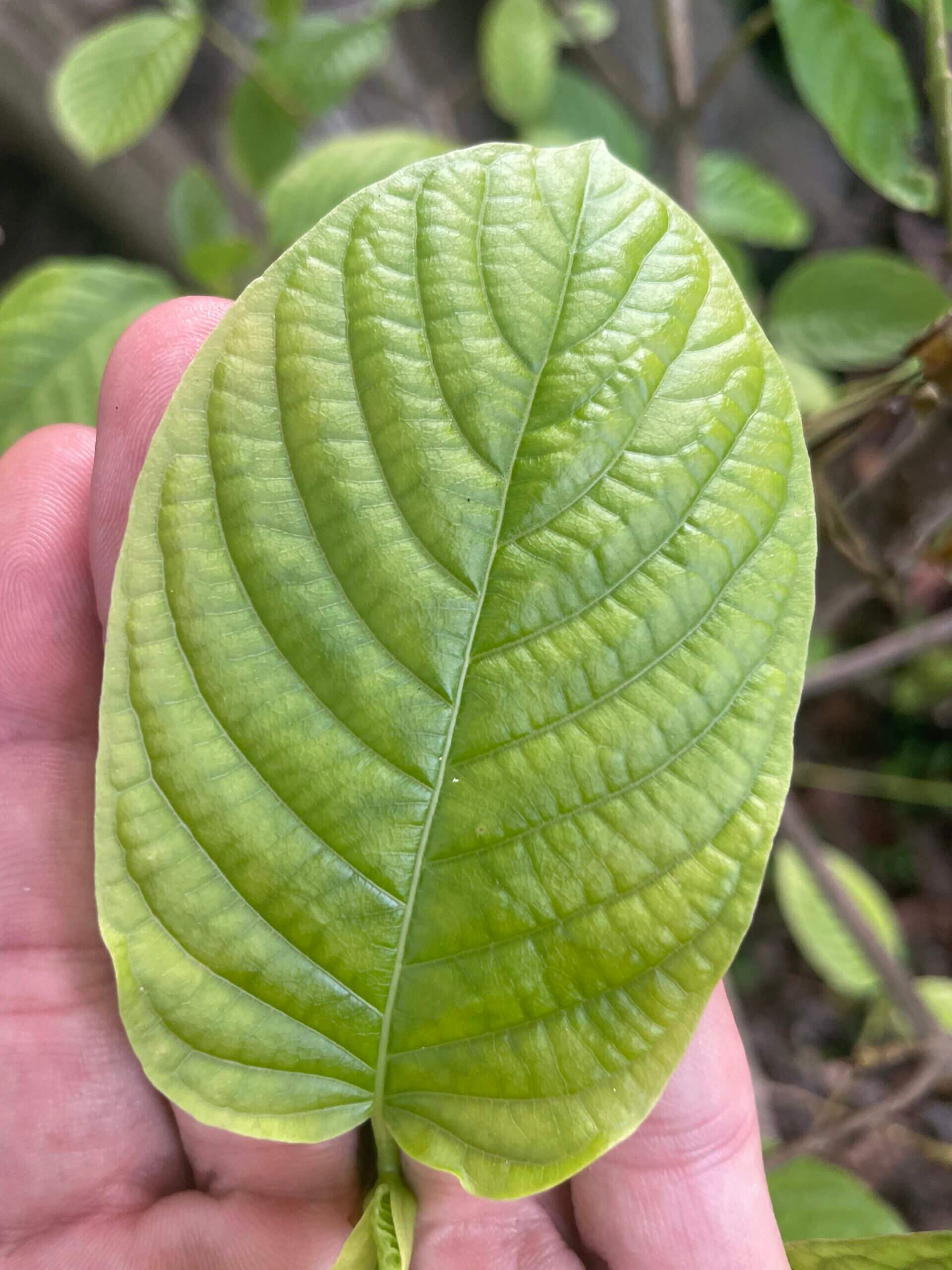 Growing and Harvesting Kratom Trees Soulful Herbals