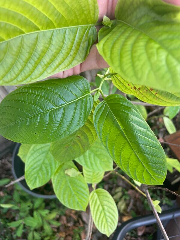 red kratom