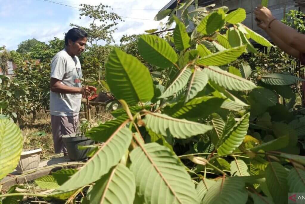 kratom tea recipes
